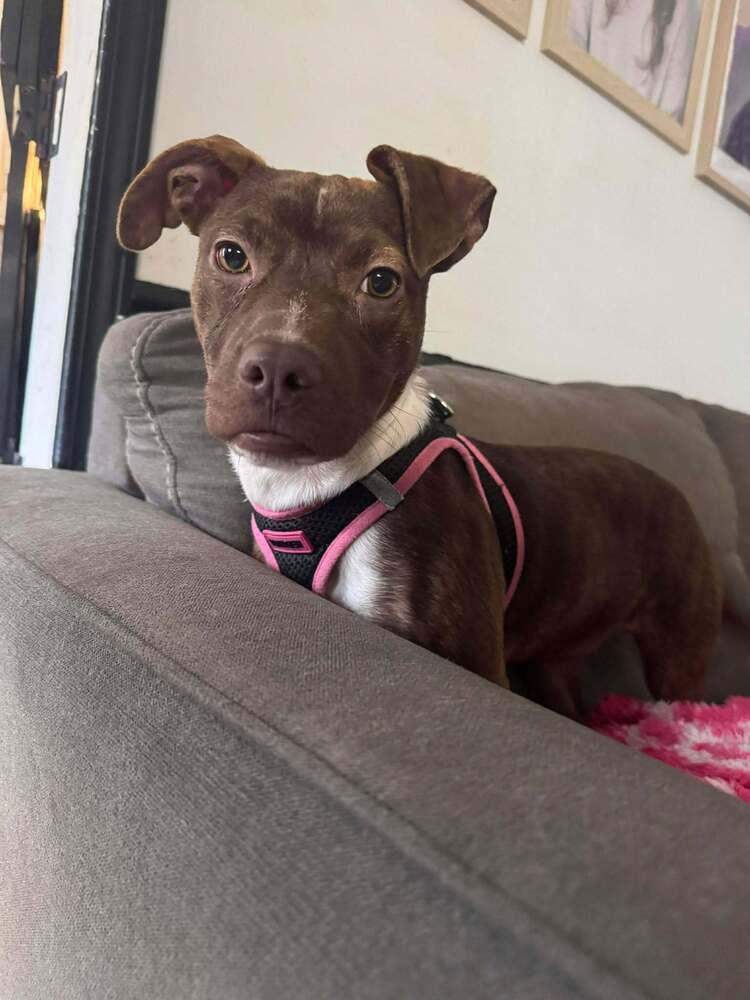 Pepper Crew - Cayenne, a Adoptable mixed breed in Sumter, SC image 4/6