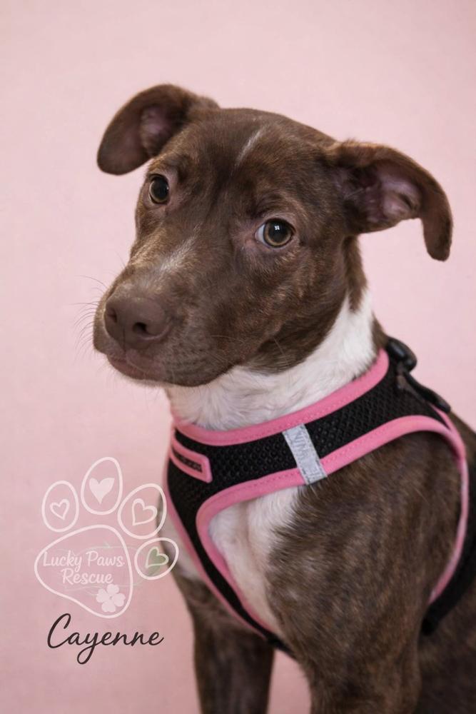 Pepper Crew - Cayenne, a Adoptable mixed breed in Sumter, SC image 5/6
