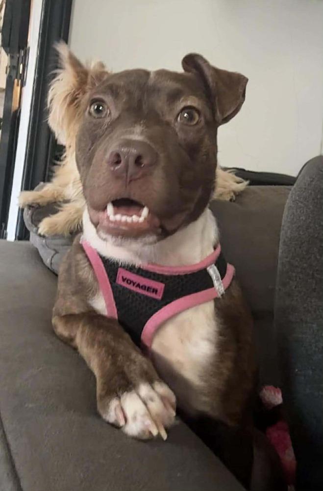 Pepper Crew - Cayenne, a Adoptable mixed breed in Sumter, SC image 6/6