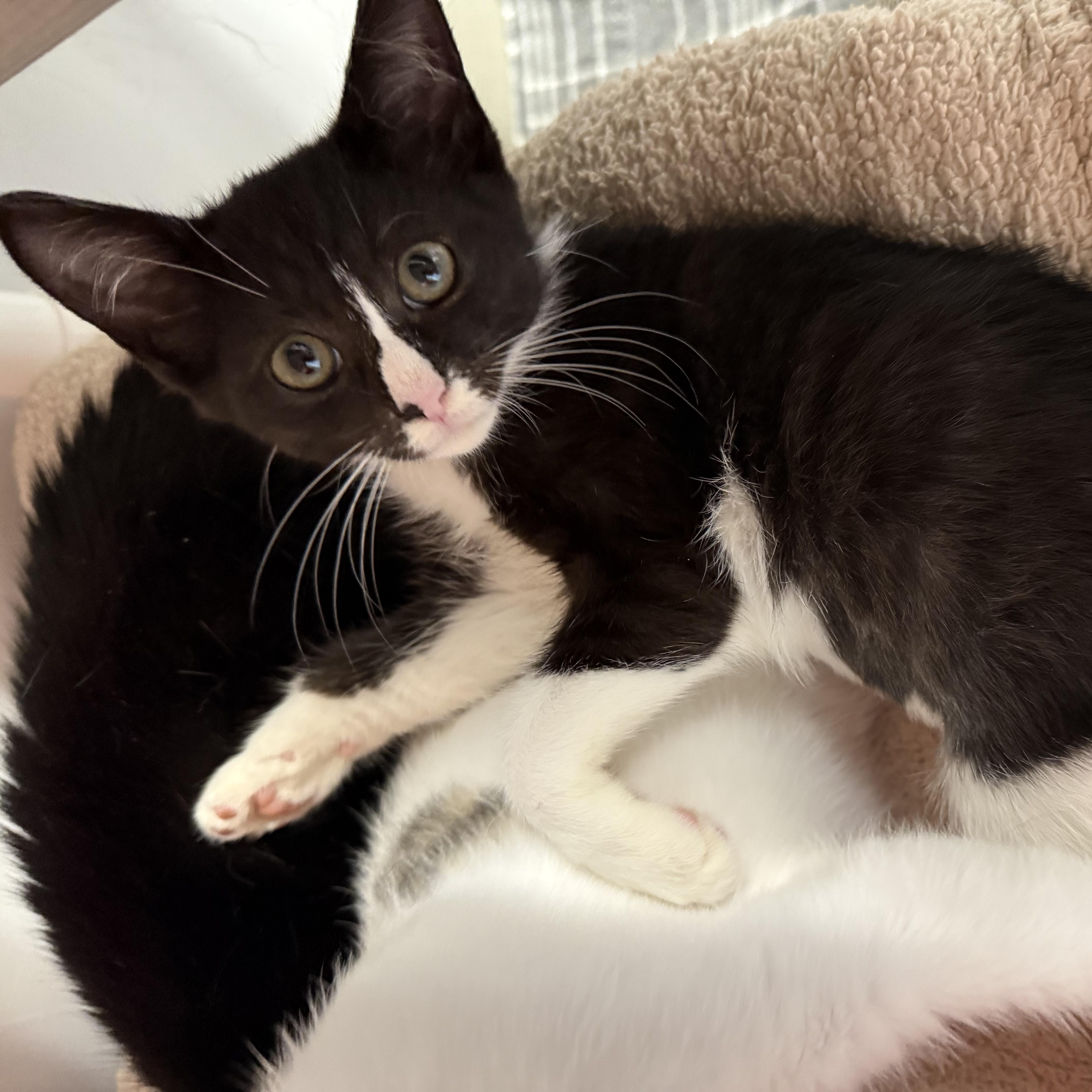 Enlarge Kanga, a Adoptable Domestic Short Hair in North Haven, CT image 4/6
