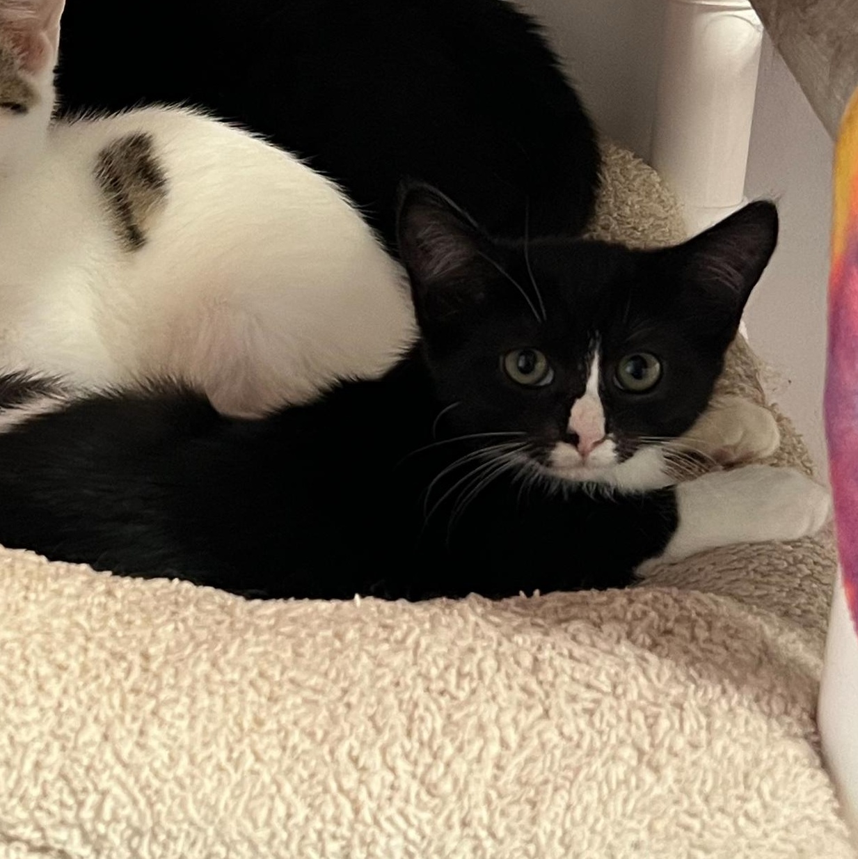 Enlarge Kanga, a Adoptable Domestic Short Hair in North Haven, CT image 5/6