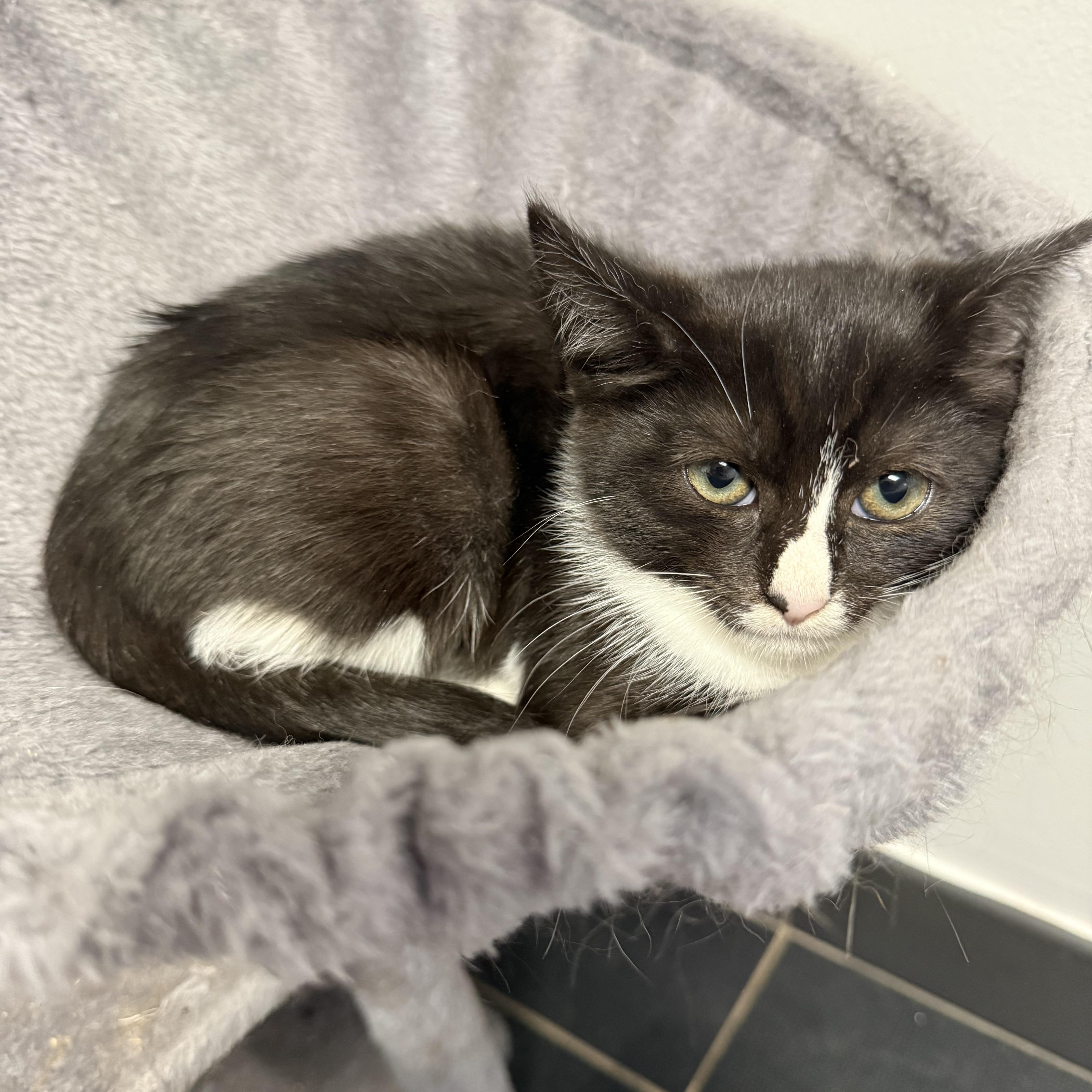 Enlarge Kanga, a Adoptable Domestic Short Hair in North Haven, CT image 6/6