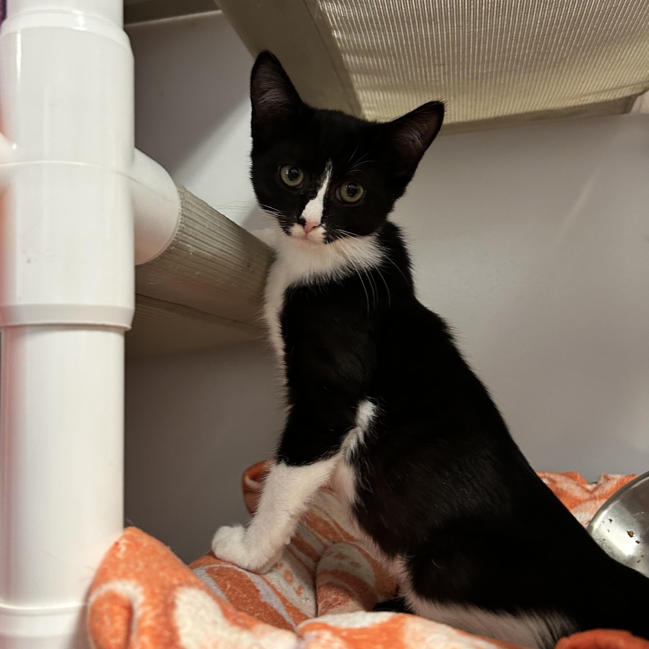 Enlarge Kanga, a Adoptable Domestic Short Hair in North Haven, CT image 2/6