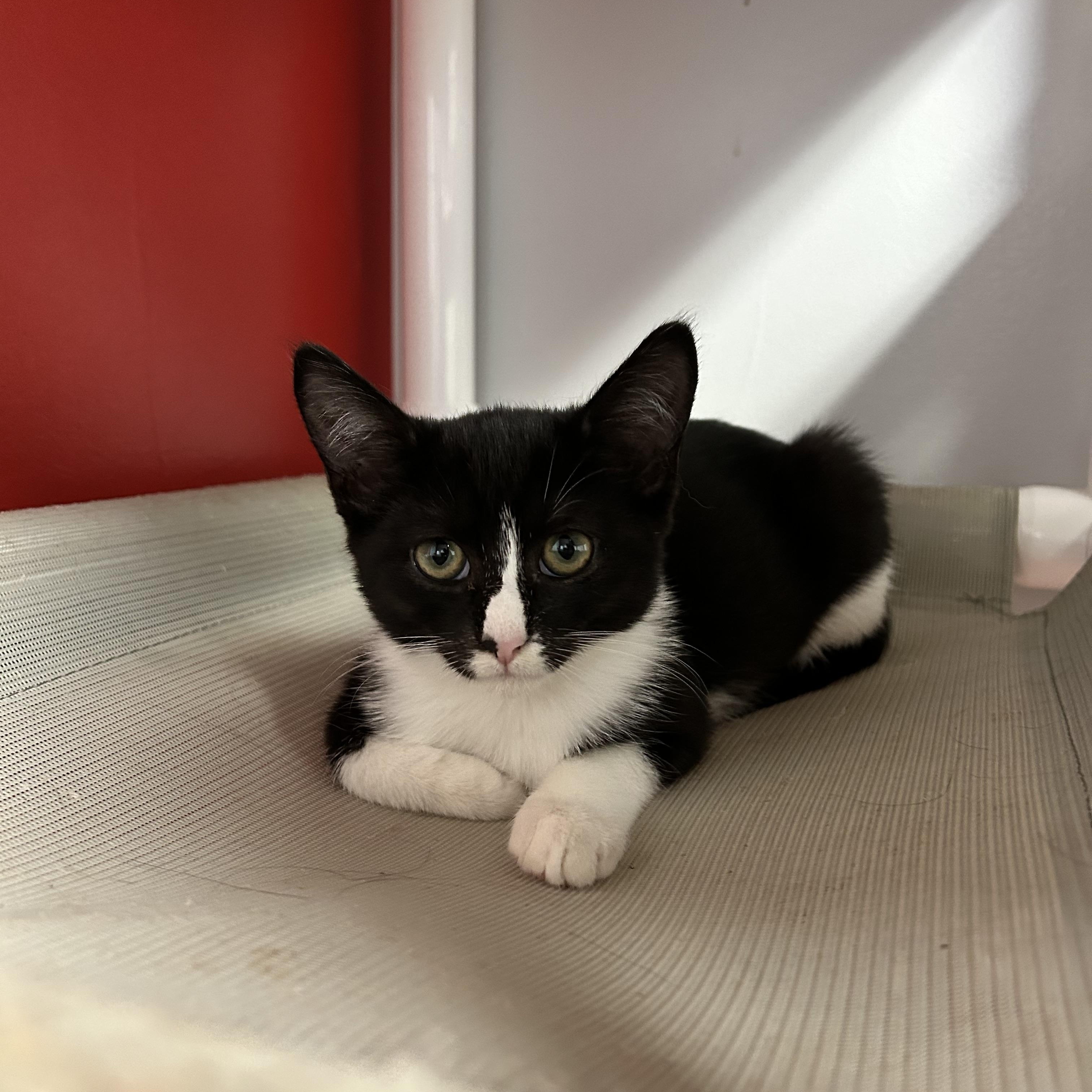 Kanga, Adoptable, Kitten Female Domestic Short Hair.