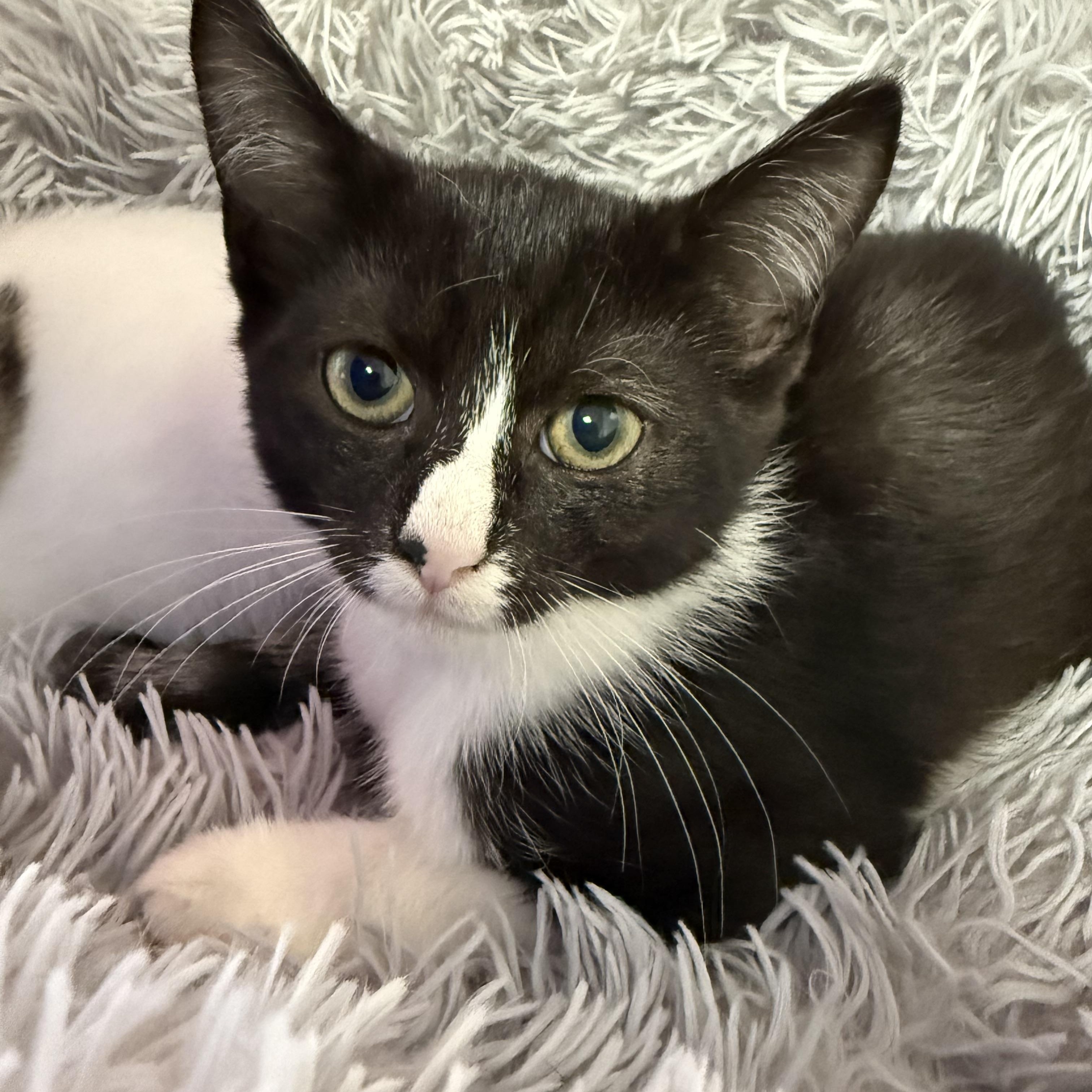 Enlarge Kanga, a Adoptable Domestic Short Hair in North Haven, CT image 3/6
