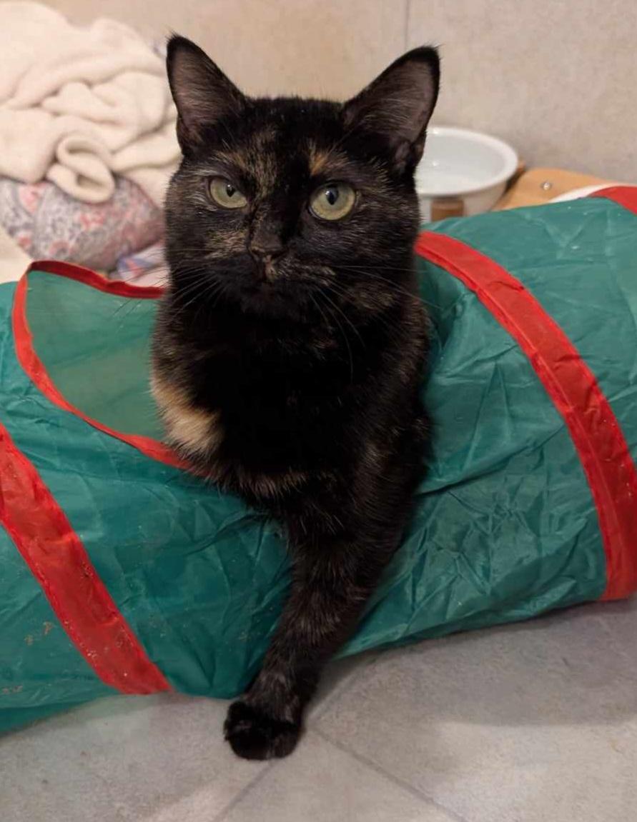 Enlarge Josie, a Adopted Tortoiseshell in Granite Falls, NC image 3/5