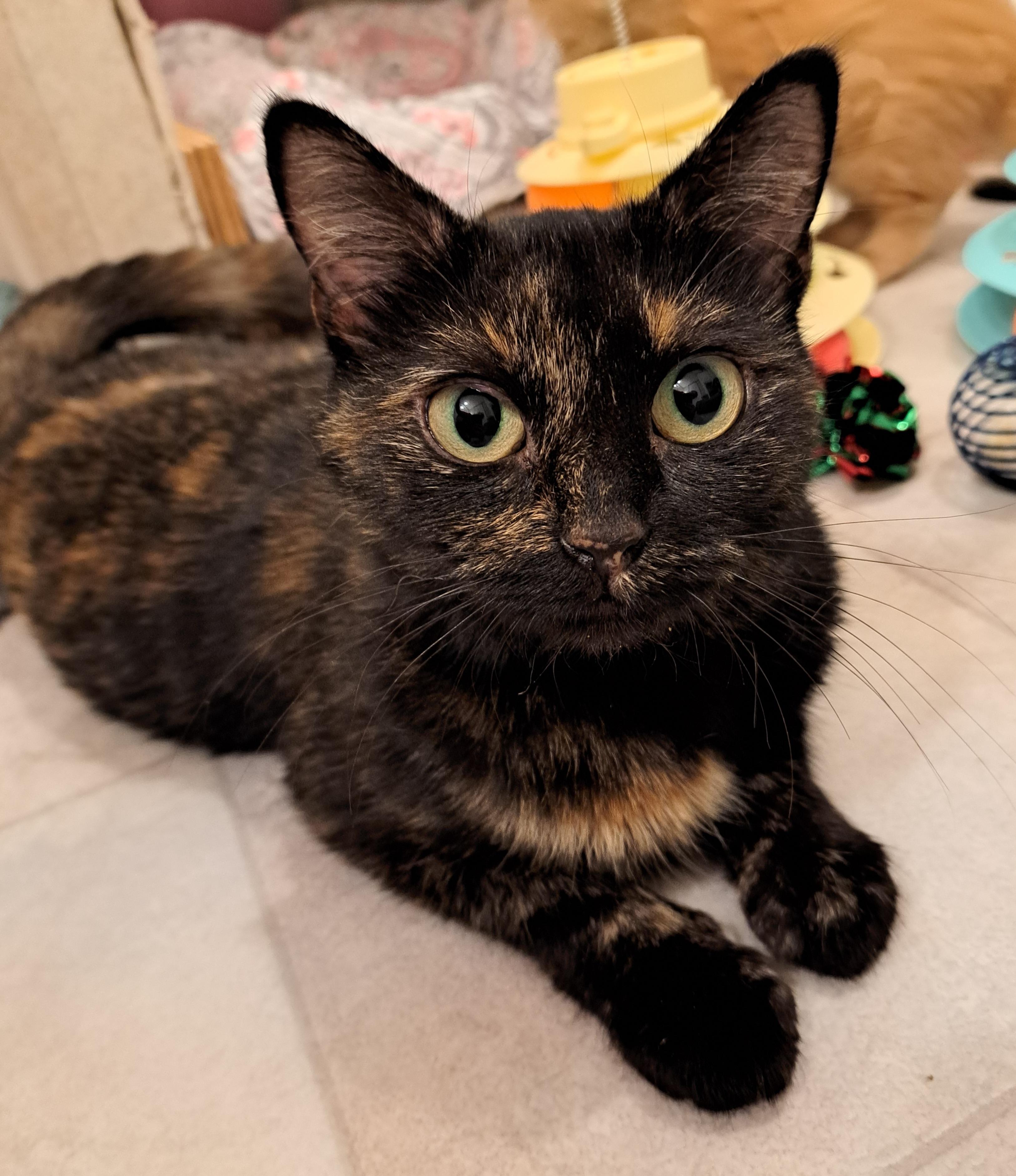 Enlarge Josie, a Adopted Tortoiseshell in Granite Falls, NC image 2/5