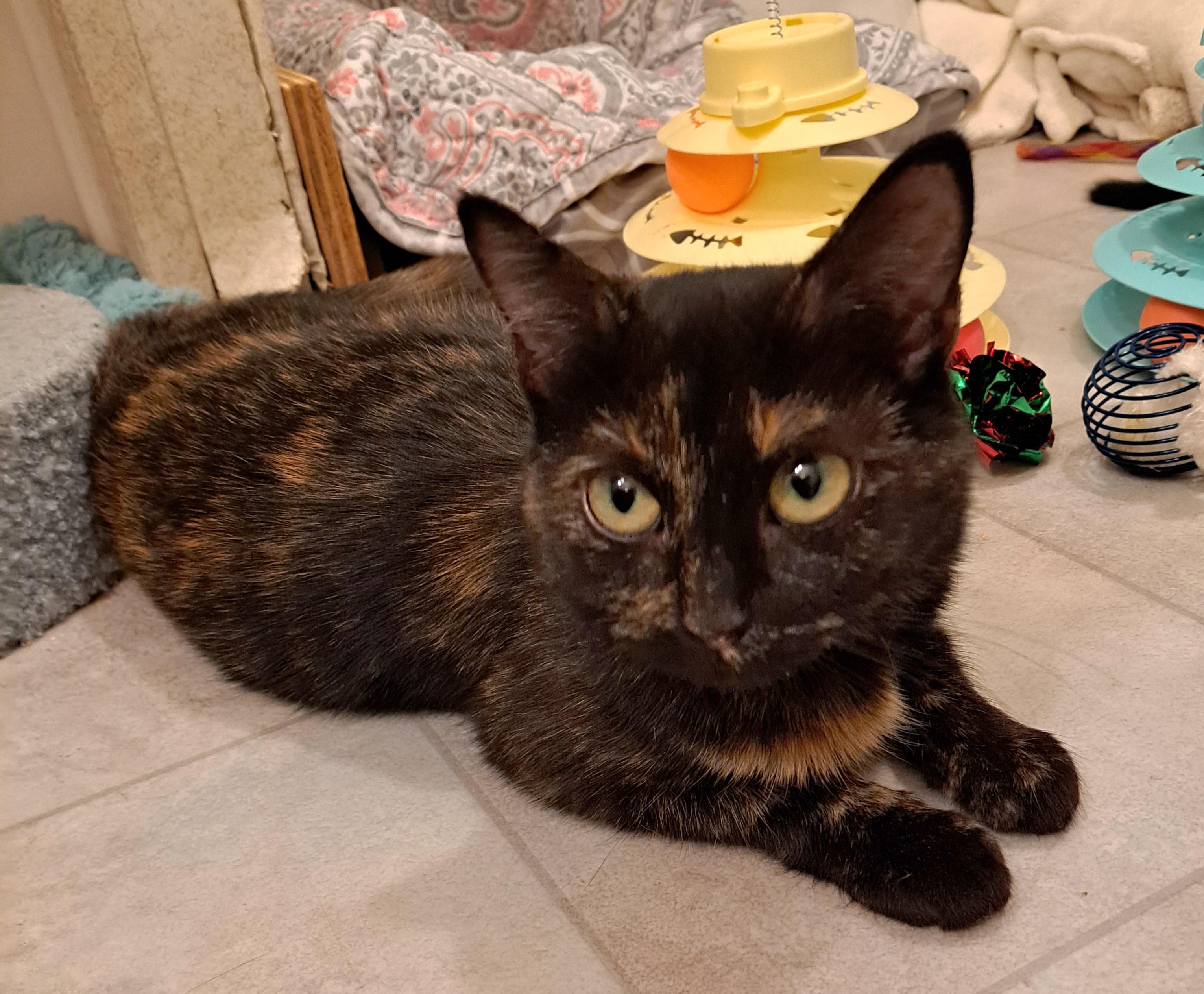 Enlarge Josie, a Adopted Tortoiseshell in Granite Falls, NC image 5/5