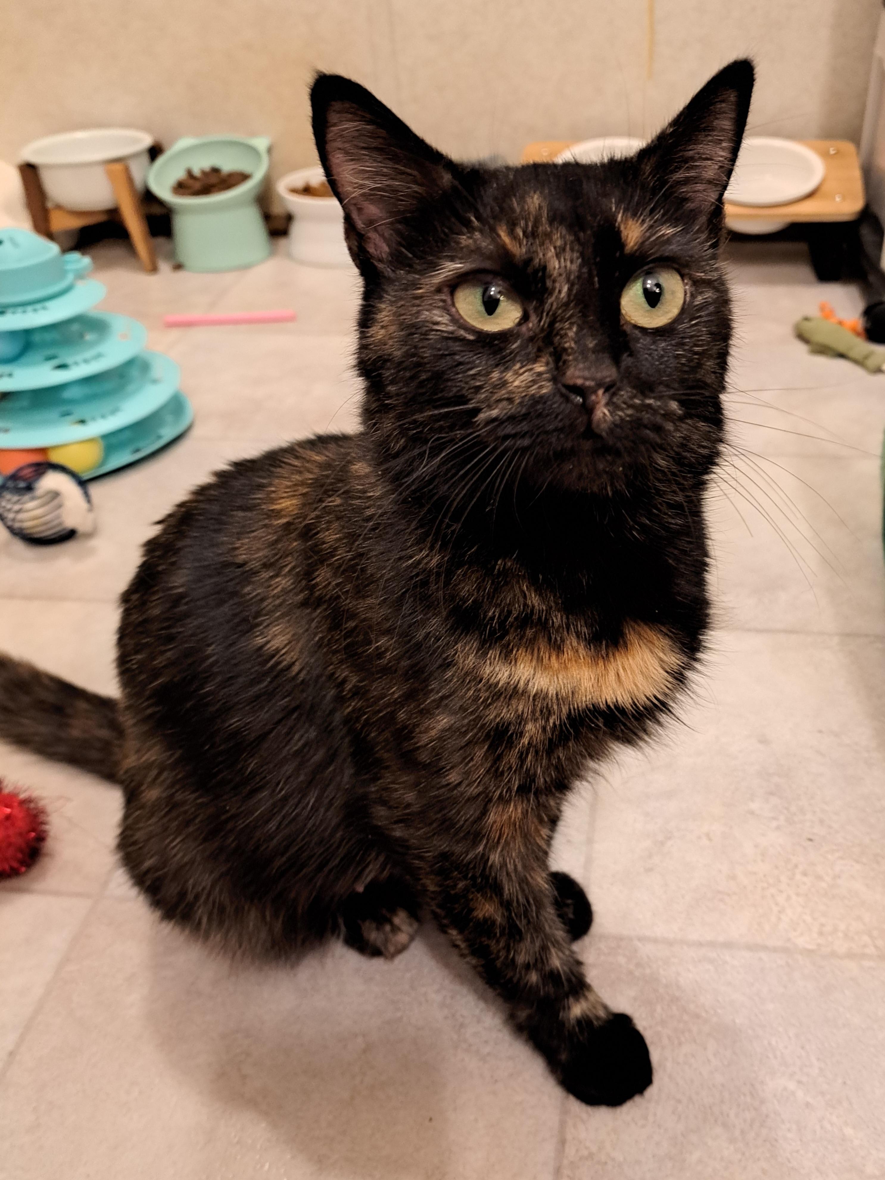 Enlarge Josie, a Adopted Tortoiseshell in Granite Falls, NC image 1/5