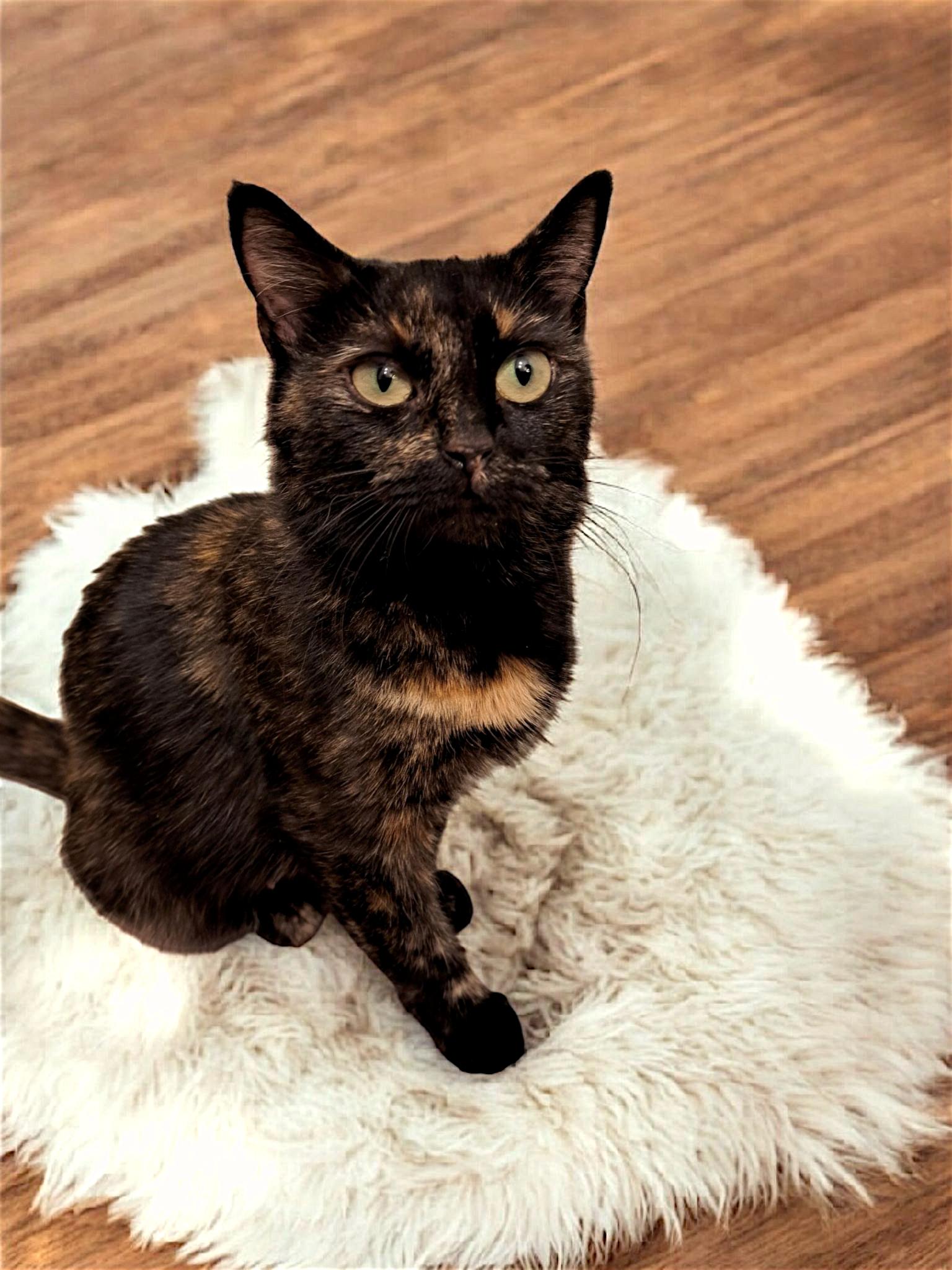Enlarge Josie, a Adopted Tortoiseshell in Granite Falls, NC image 4/5