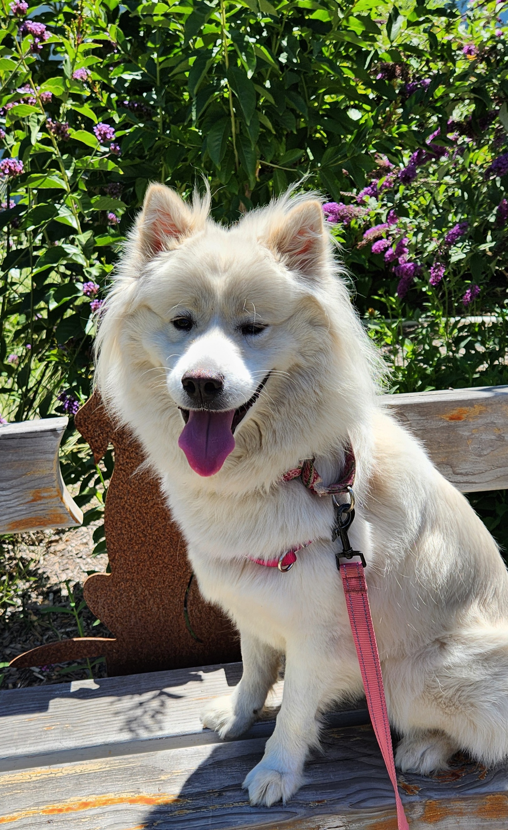 Natasha, an adoptable Mixed Breed in Sonoma, CA, 95476 | Photo Image 2