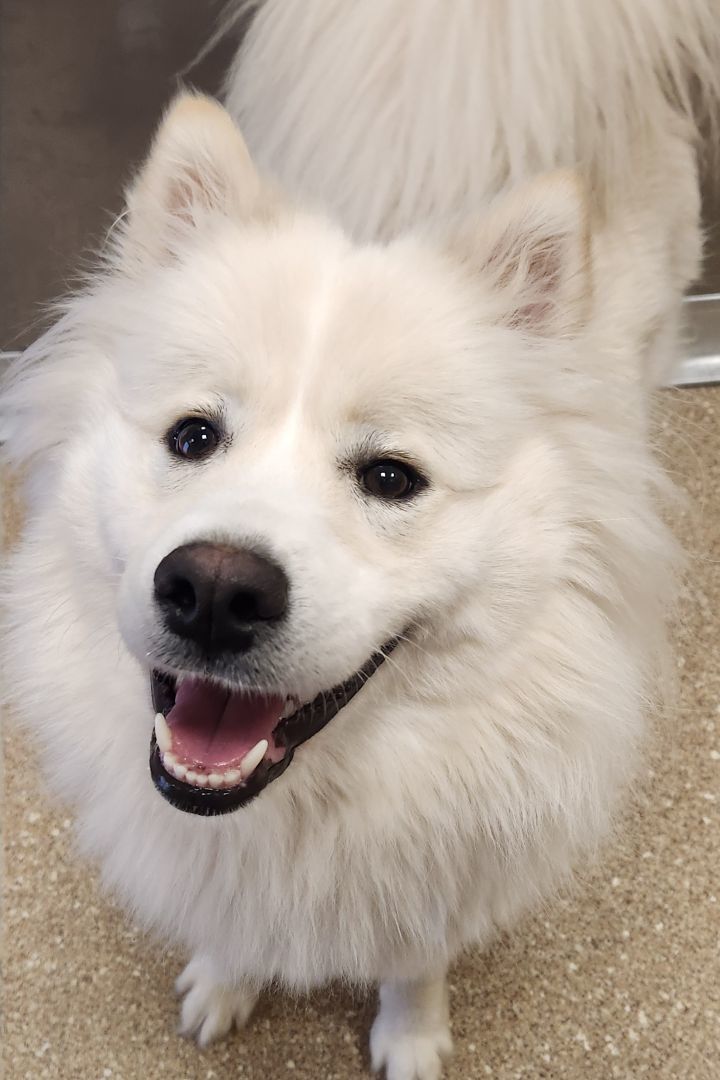 Natasha, an adoptable Mixed Breed in Sonoma, CA, 95476 | Photo Image 3