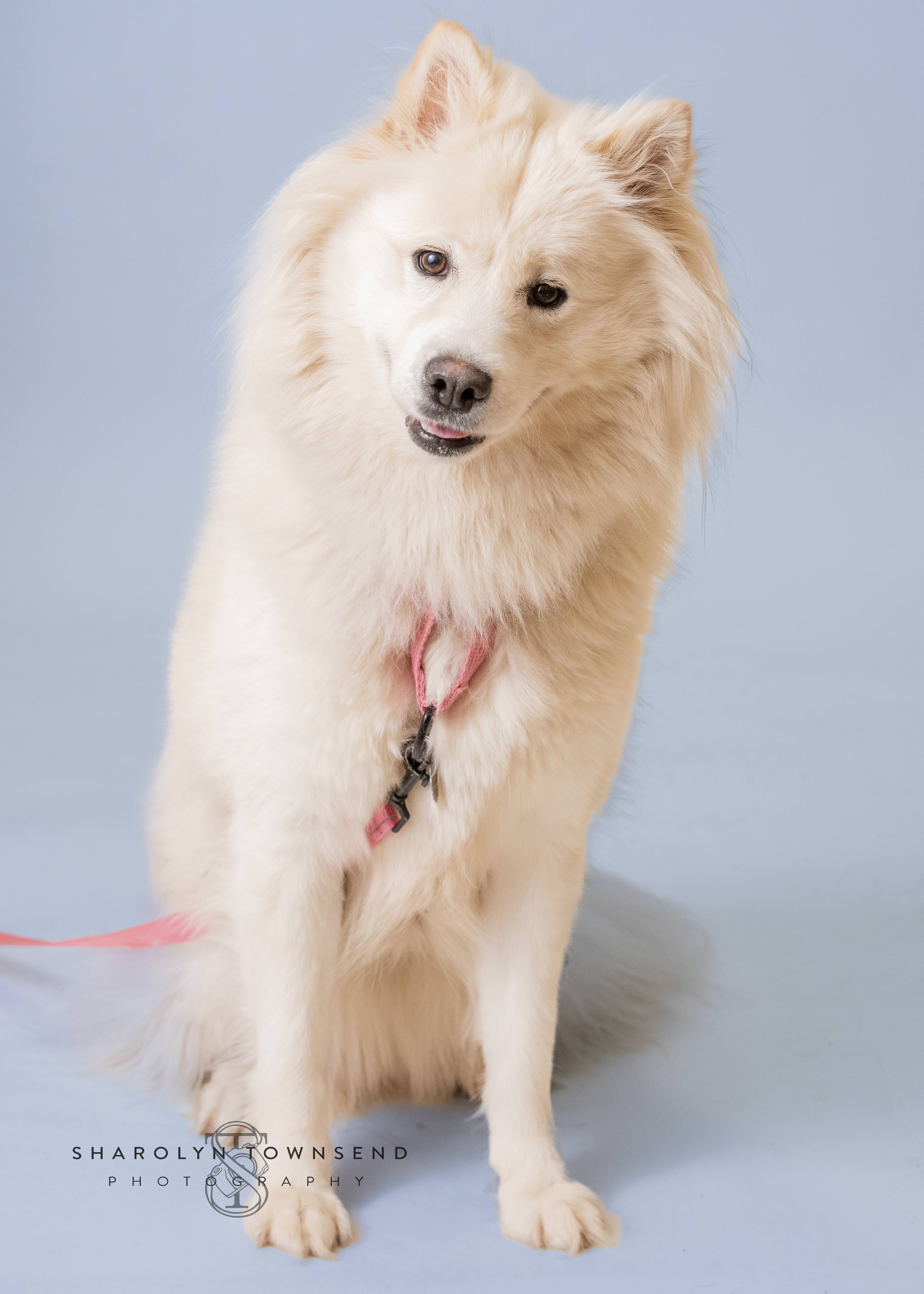 Natasha, an adoptable Mixed Breed in Sonoma, CA, 95476 | Photo Image 1