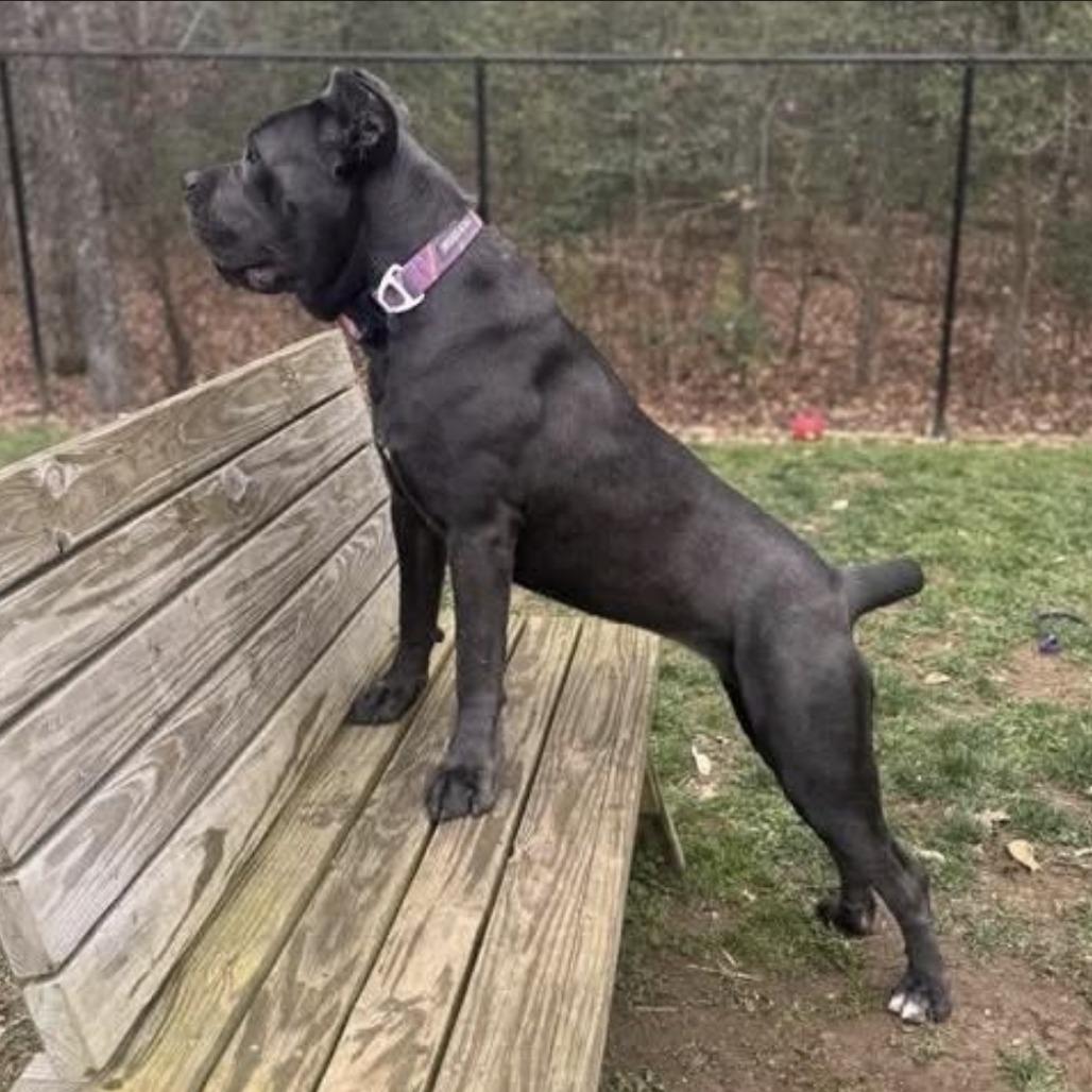 Lagatha, Adoptable, Adult Female Cane Corso.