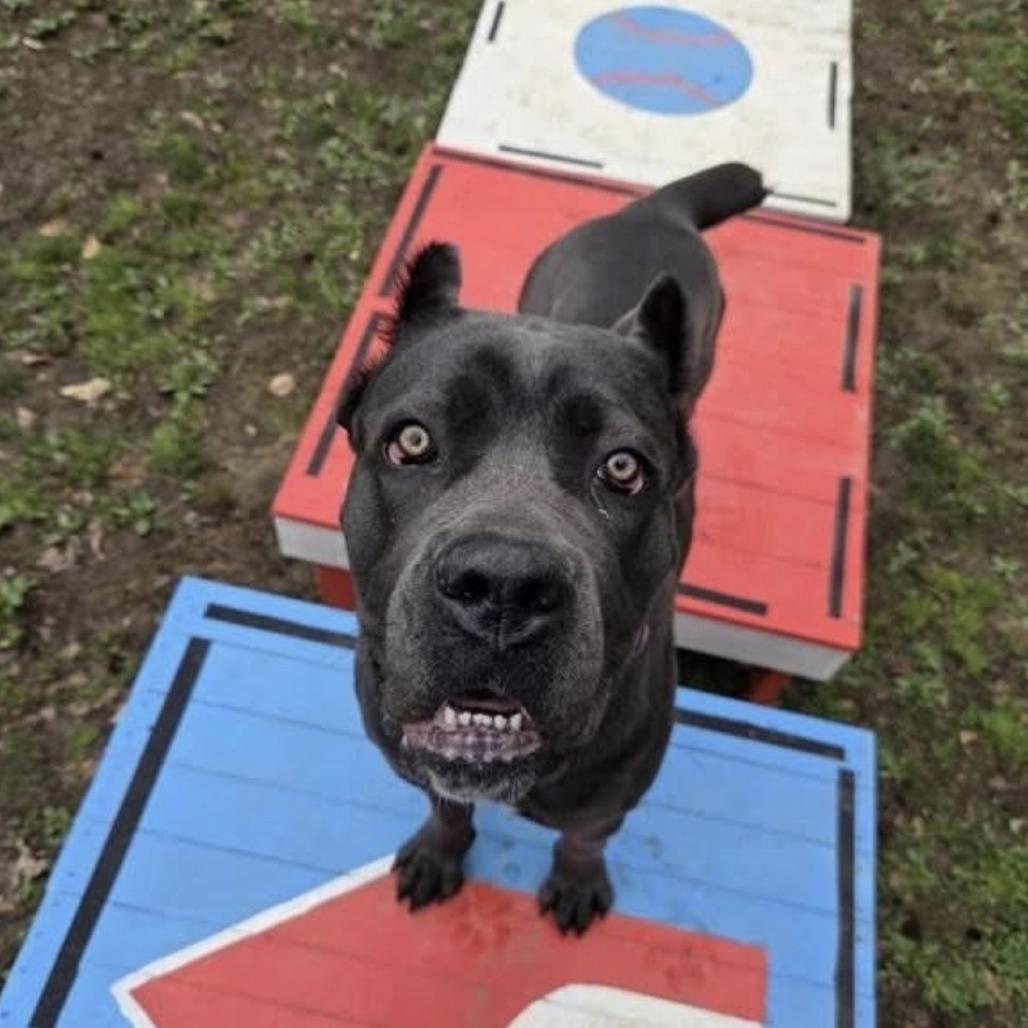 Enlarge Lagatha, a Adoptable Cane Corso in manchester, PA image 2/6