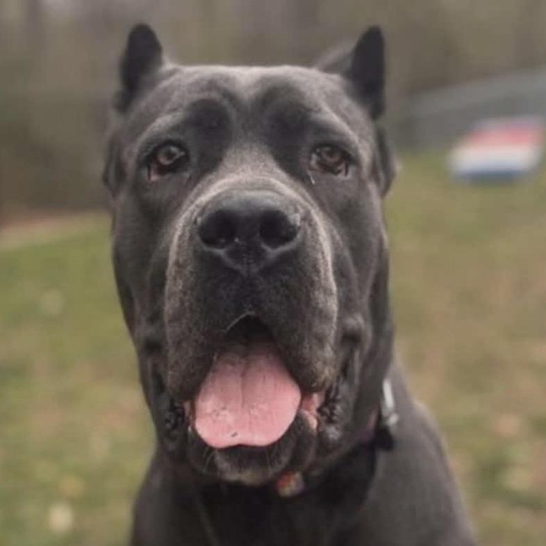 Enlarge Lagatha, a Adoptable Cane Corso in manchester, PA image 3/6