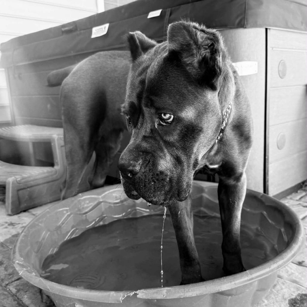 Enlarge Lagatha, a Adoptable Cane Corso in manchester, PA image 4/6