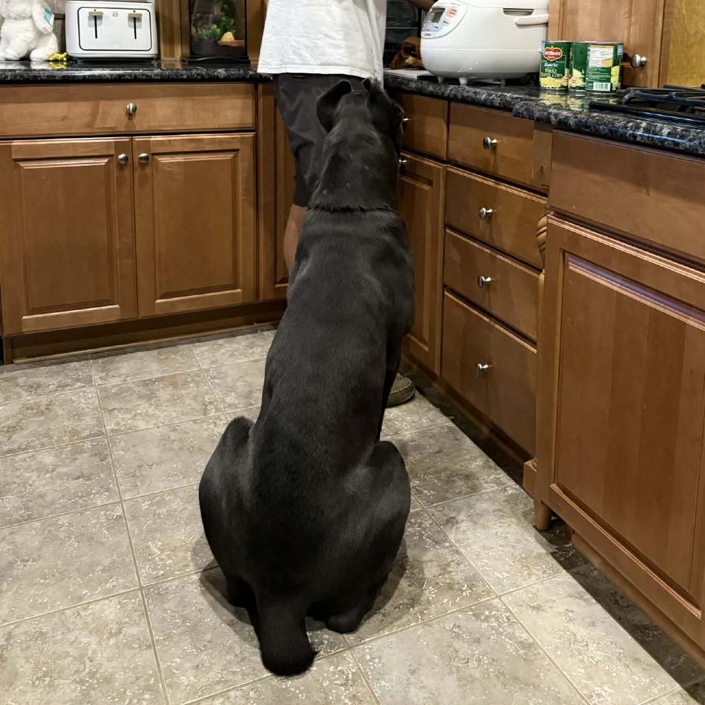 Enlarge Lagatha, a Adoptable Cane Corso in manchester, PA image 5/6