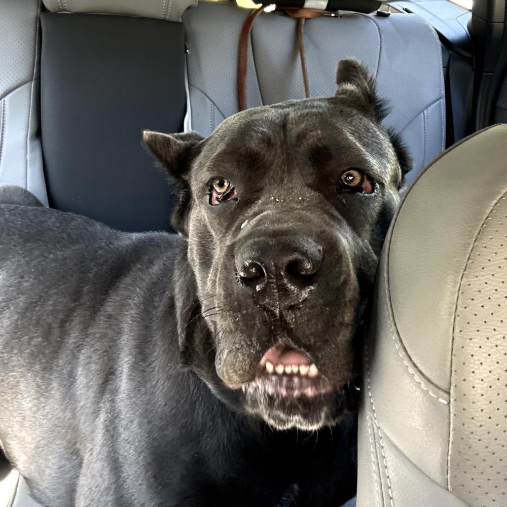 Enlarge Lagatha, a Adoptable Cane Corso in manchester, PA image 6/6