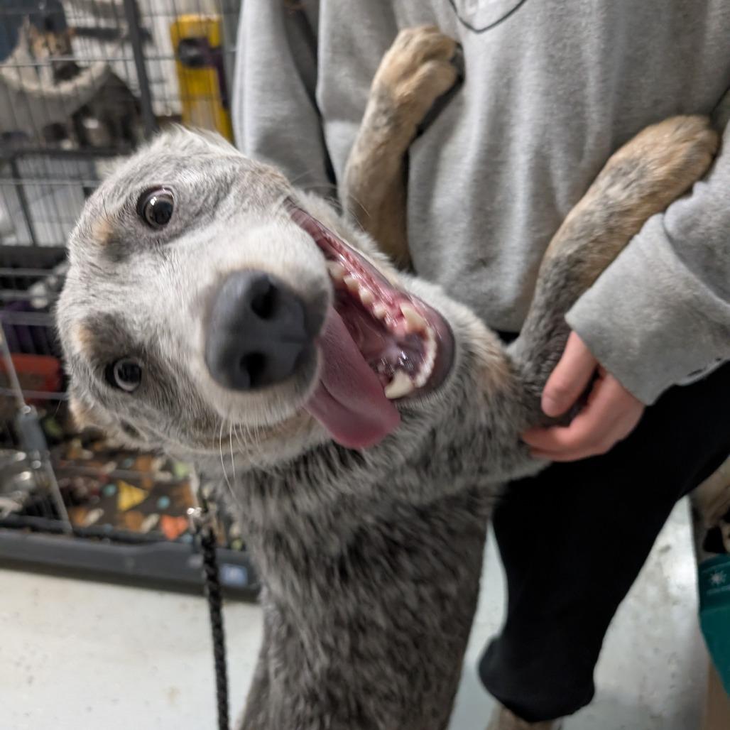 Enlarge Blue, an adopted Australian Cattle Dog / Blue Heeler in Chippewa Falls, WI image 3/3