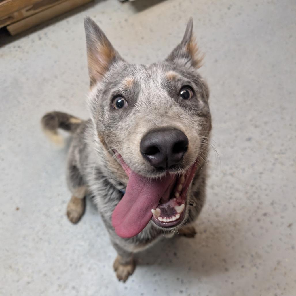 Enlarge Blue, an adopted Australian Cattle Dog / Blue Heeler in Chippewa Falls, WI image 2/3