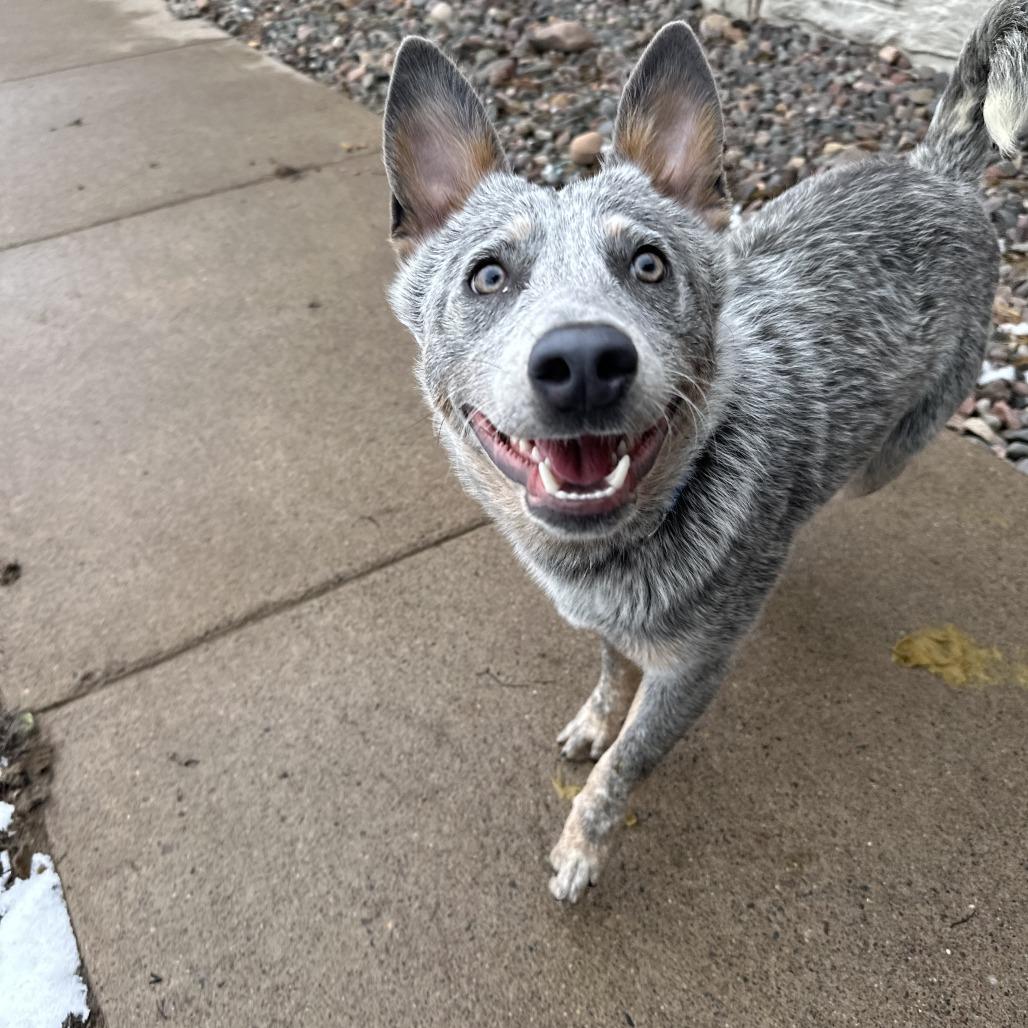 Blue, adopted, Young Male Australian Cattle Dog / Blue Heeler.
