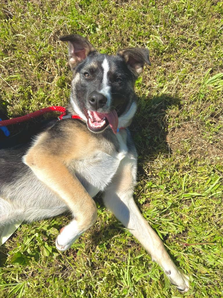Enlarge Jack, a Adoptable German Shepherd Dog in Grants Pass, OR image 1/3
