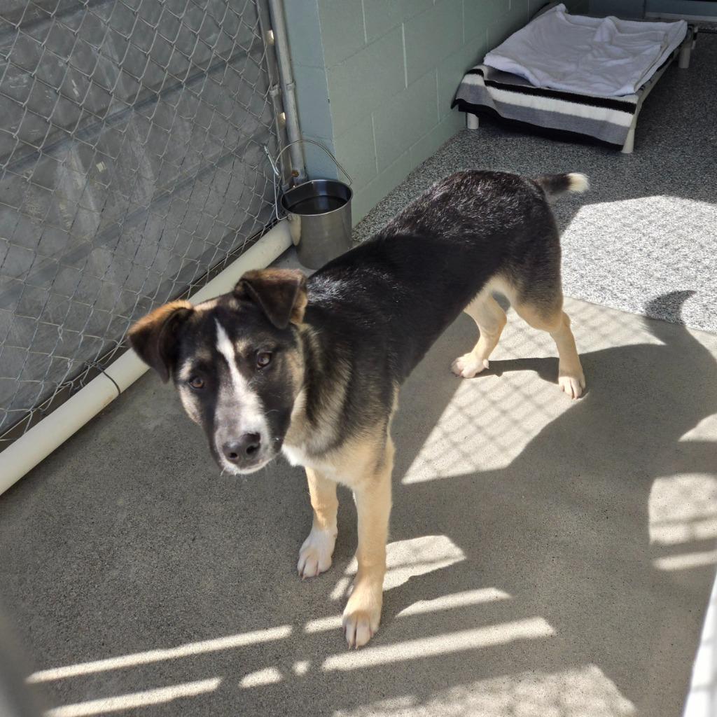 Enlarge Jack, a Adoptable German Shepherd Dog in Grants Pass, OR image 2/3