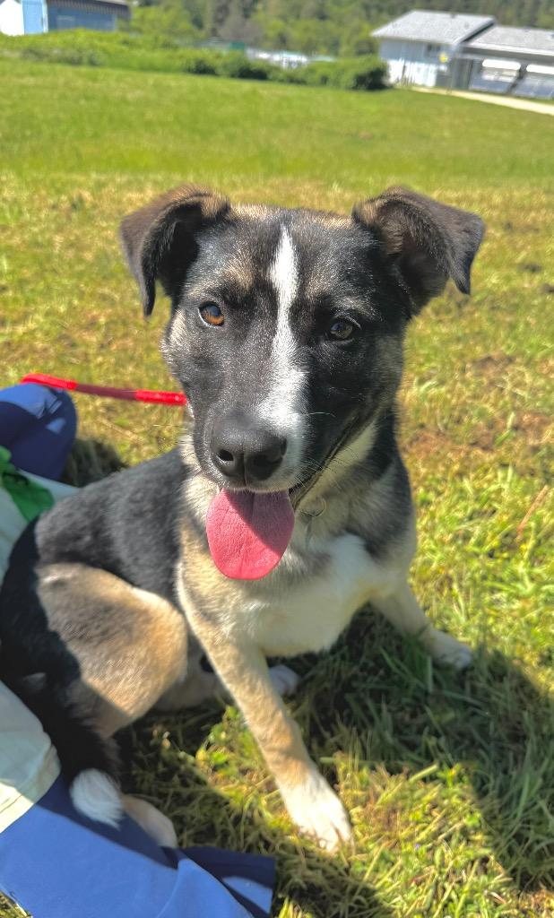 Enlarge Jack, a Adoptable German Shepherd Dog in Grants Pass, OR image 3/3