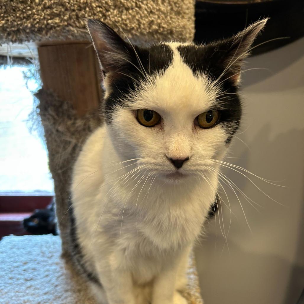 Enlarge Mochi, a Adoptable Domestic Short Hair in Alexandria, VA image 1/1