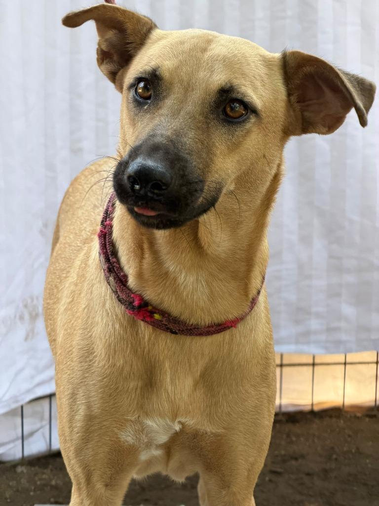 Miel, Adoptable, Young Female Black Mouth Cur & Labrador Retriever.