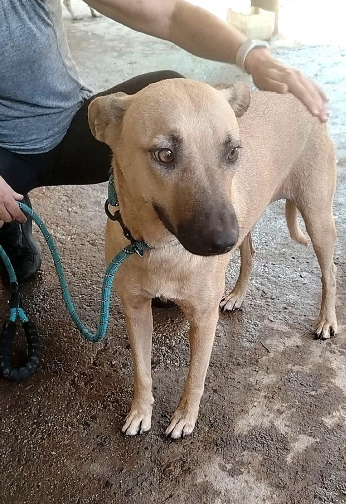 Enlarge Miel, a Adoptable mixed breed in San Diego, CA image 2/2
