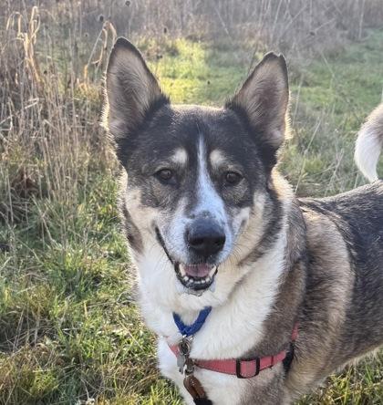 Carley, Adoptable, Senior Female Siberian Husky & Shepherd.
