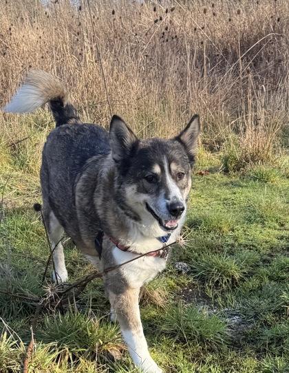 Carley, a Adoptable mixed breed in Burlington, WA image 2/3