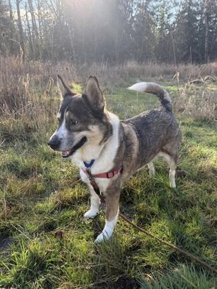 Carley, a Adoptable mixed breed in Burlington, WA image 3/3