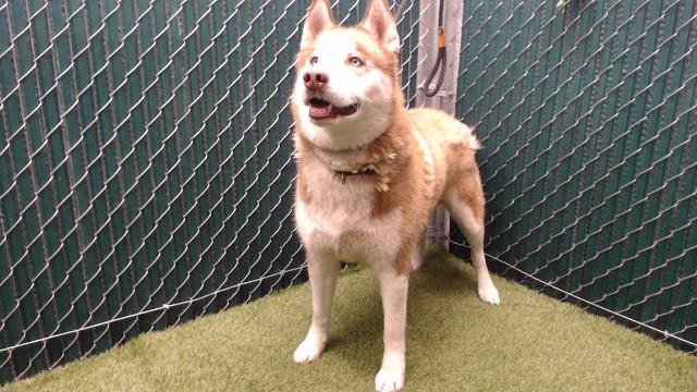 PRINCE, Adoptable, Adult Male Siberian Husky.