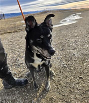 PUDDING, Adoptable, Young Female Australian Kelpie & Mixed Breed.