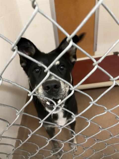 PUDDING, Adoptable, Young Female Australian Kelpie & Mixed Breed.