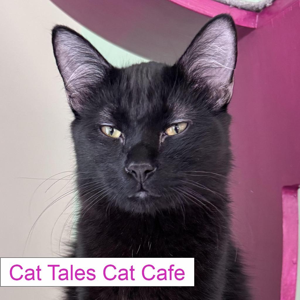 Jorge, Adoptable, Young Male Domestic Medium Hair.