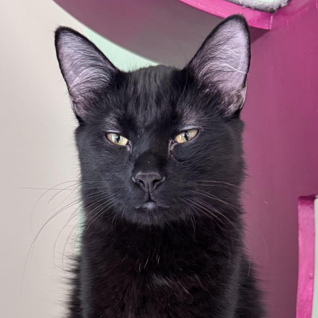 Enlarge Jorge, a Adoptable Domestic Medium Hair in Chapel Hill, NC image 2/3