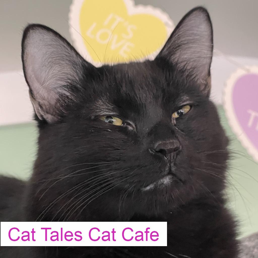 Enlarge Jorge, a Adoptable Domestic Medium Hair in Chapel Hill, NC image 3/3