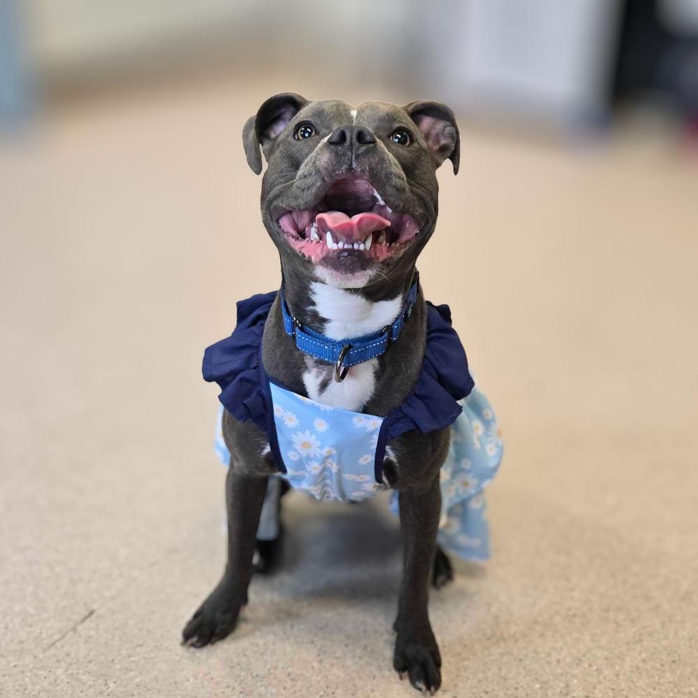 Izzie, Adoptable, Adult Female Boxer & Pit Bull Terrier.