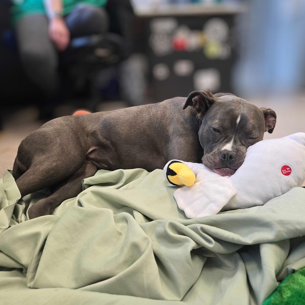 Enlarge Izzie, a Adoptable mixed breed in Bowling Green, OH image 2/4