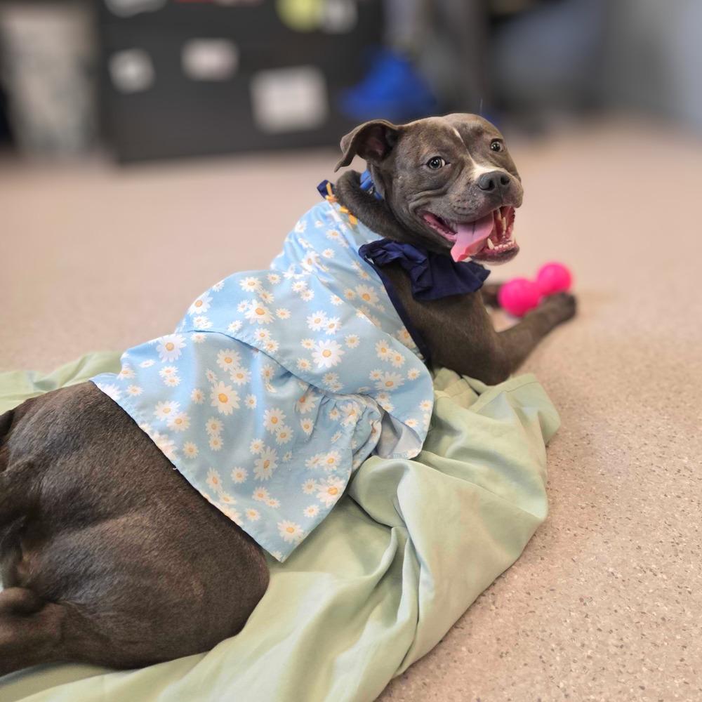 Enlarge Izzie, a Adoptable mixed breed in Bowling Green, OH image 4/4