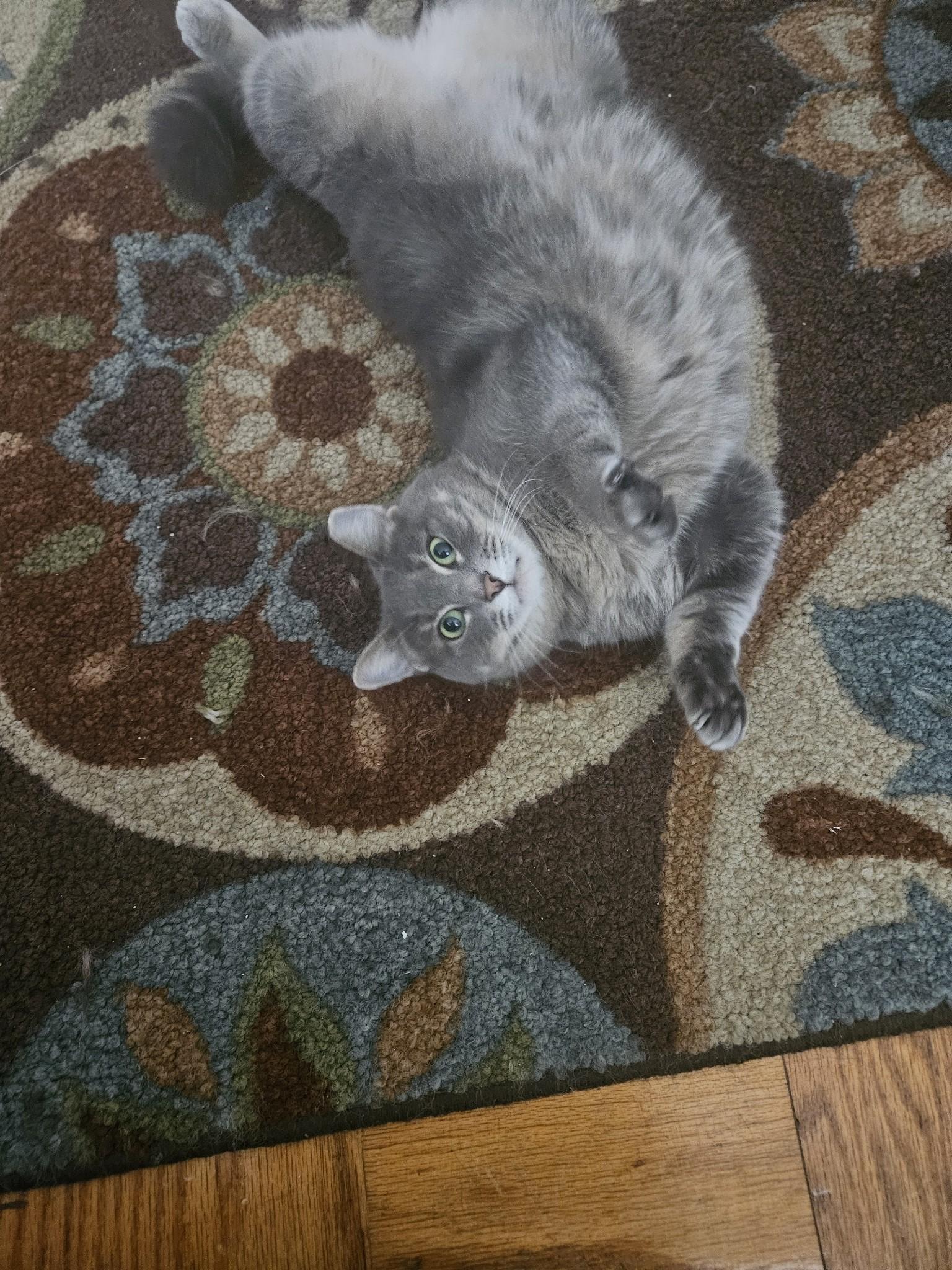 Lilly, a Adoptable mixed breed in Annapolis, MD image 3/6