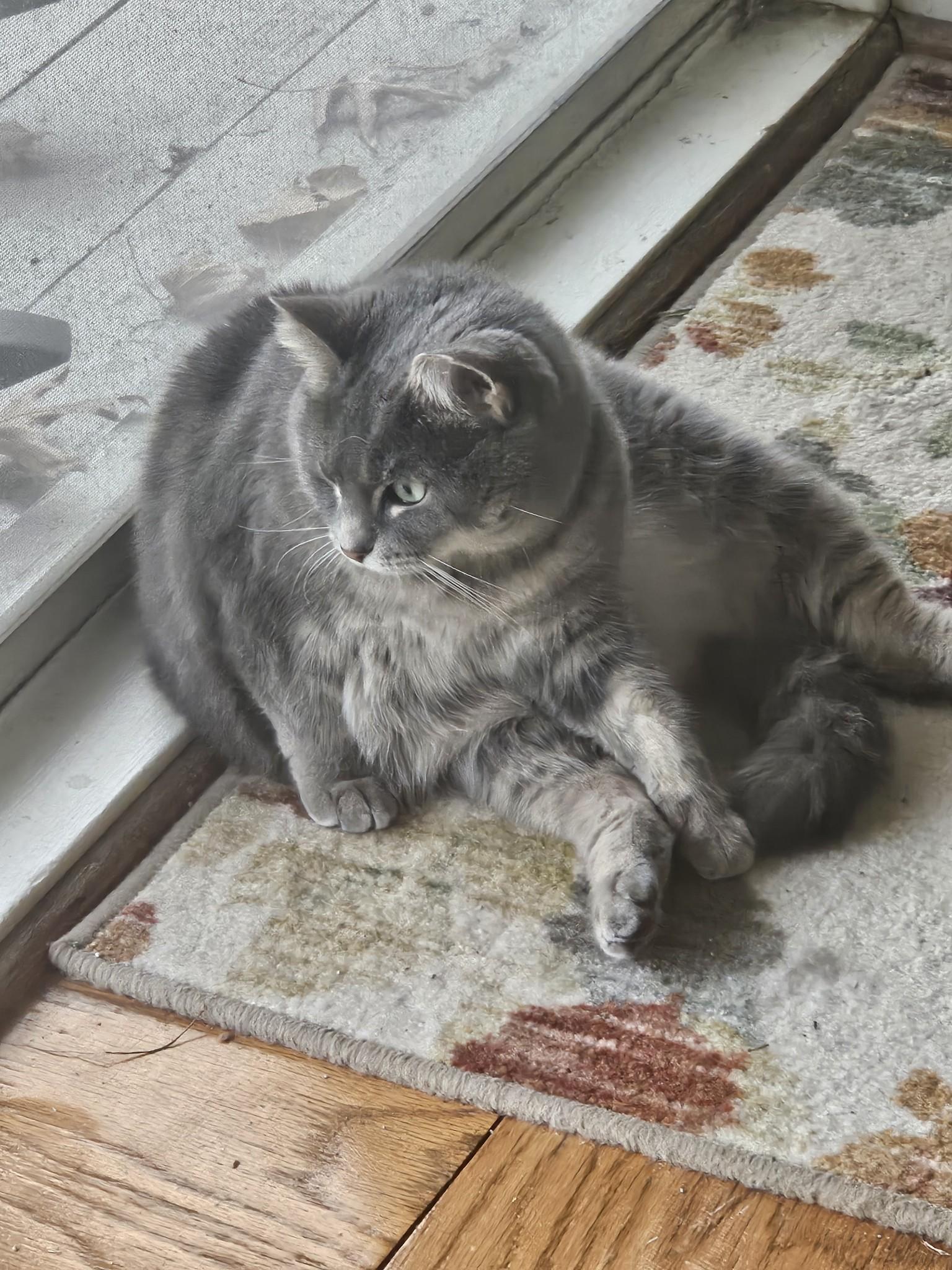 Lilly, a Adoptable mixed breed in Annapolis, MD image 6/6