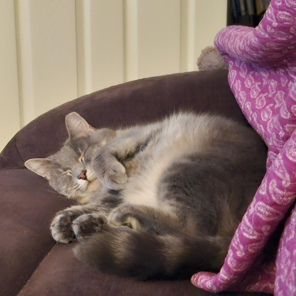 Lilly, a Adoptable mixed breed in Annapolis, MD image 4/6