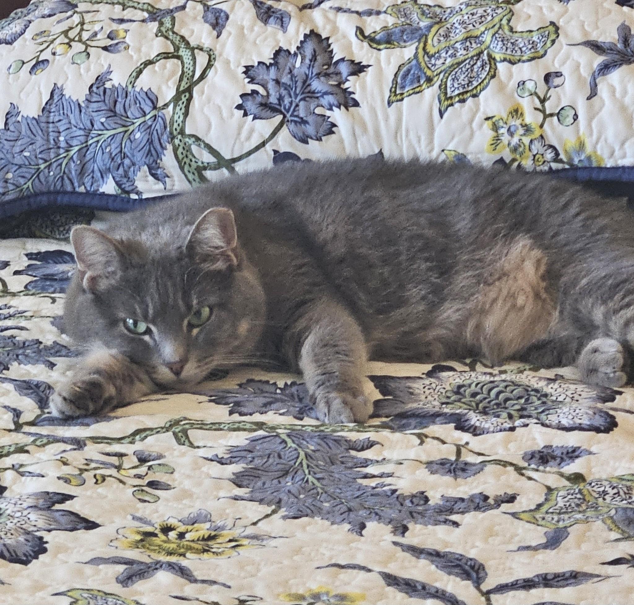 Lilly, Adoptable, Adult Female Domestic Short Hair & Tabby.