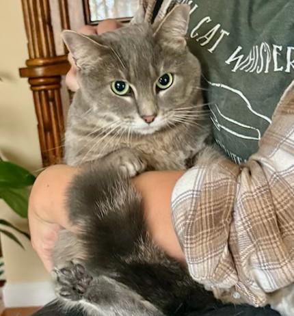 Bumper, Adoptable, Adult Female Domestic Short Hair & Tabby.