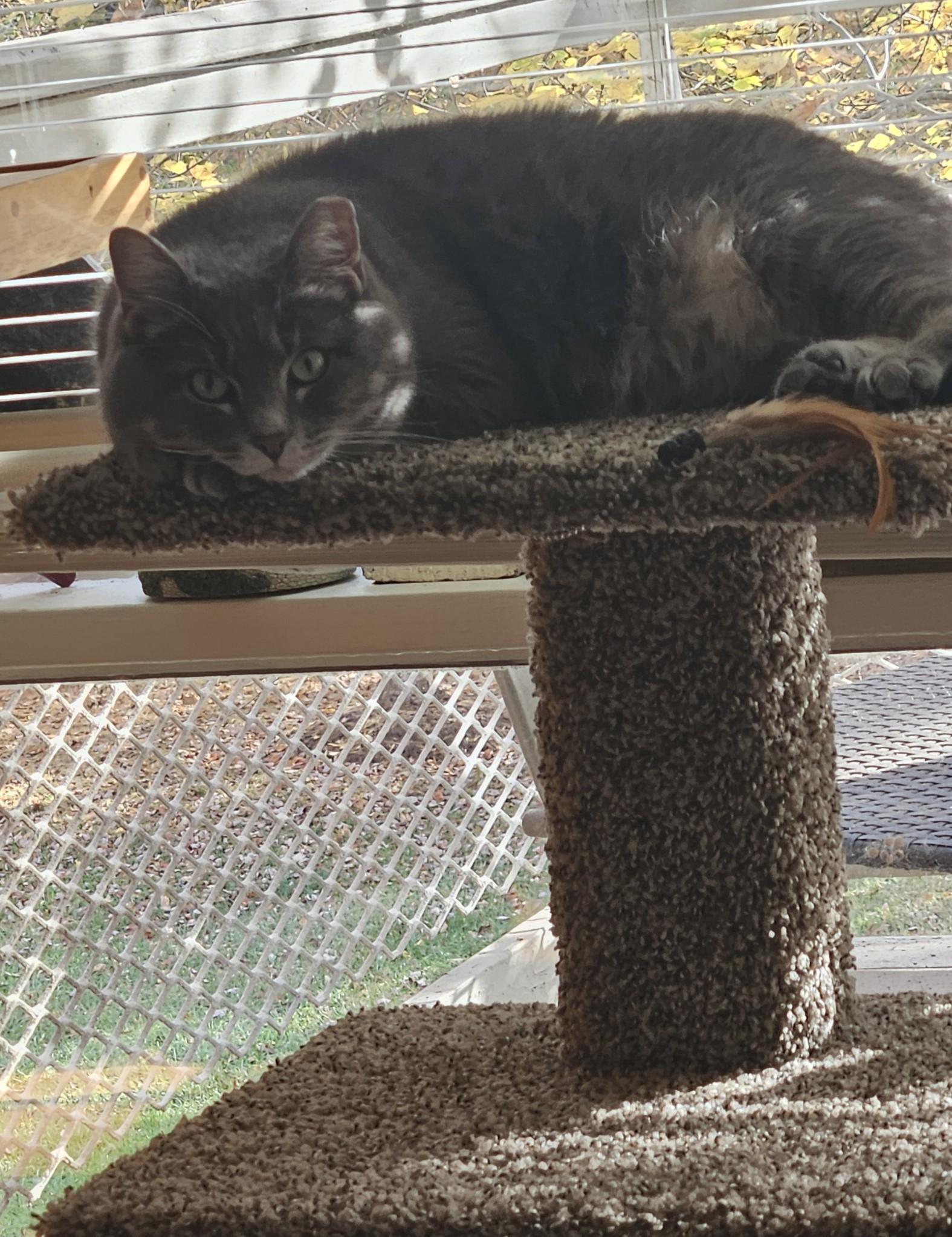 Lilly, a Adoptable mixed breed in Annapolis, MD image 5/6